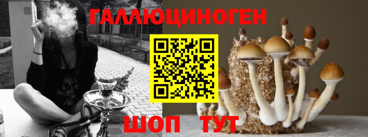 Псилоцибиновые грибы Psilocybine cubensis Кашира